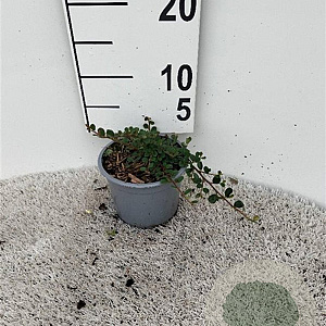 Cotoneaster pr. 'Streib's Findling' 15-20 cm C1.3