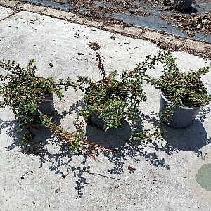 Cotoneaster pr. 'Streib's Findling' 15-20 cm C1.3