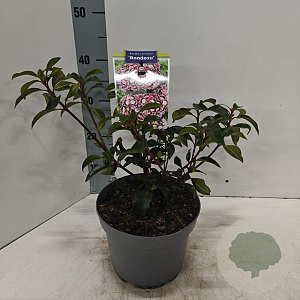 Kalmia lat. 'Bandeau' 25-30 cm 4,0L