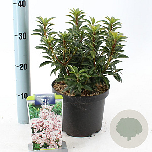Kalmia lat. 'Elf' 25-30 cm 3,0L
