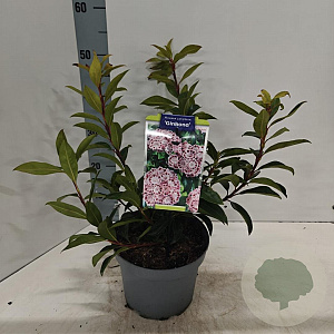 Kalmia lat. 'Ginkona' 25-30 cm 4,0L