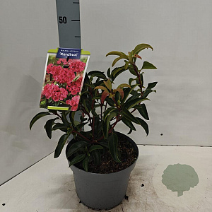Kalmia lat. 'Kardinal' 25-30 cm 4,0L