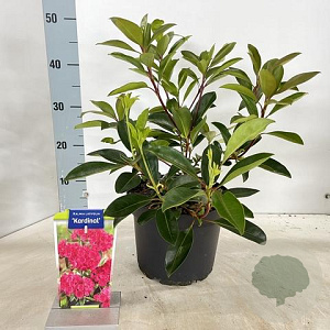 Kalmia lat. 'Kardinal' 25-30 cm 4,0L