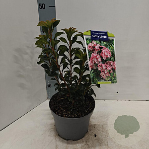 Kalmia lat. 'Little Linda' 25-30 cm 3,0L