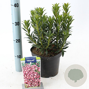 Kalmia lat. 'Minuet' 25-30 cm 3,0L