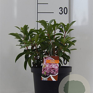 Kalmia lat. 'Moyland' 25-30 cm 4,0L