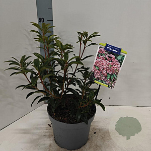 Kalmia lat. 'Pinwheel' 25-30 cm 4,0L