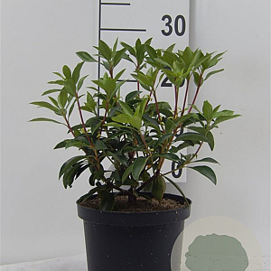 Kalmia lat. 'Schokra' 25-30 cm 4,0L
