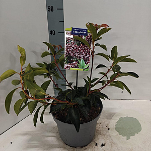 Kalmia lat. 'Sterntaler' 25-30 cm 4,0L