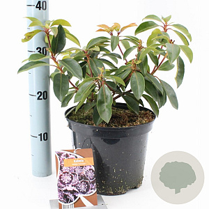 Kalmia lat. 'Sterntaler' 25-30 cm 4,0L