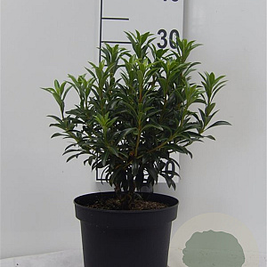 Kalmia lat. 'Tiddlywinks' 25-30 cm 3,0L