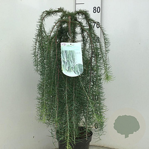Larix kaempf. 'Stiff Weeper' 60 cm stam 5,0L