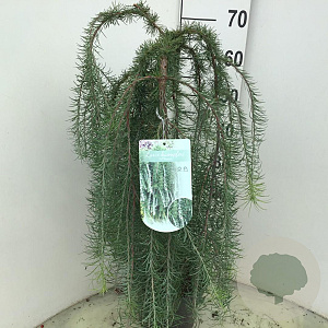 Larix kaempf. 'Stiff Weeper' 60 cm stam 5,0L