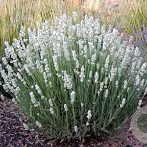 Lavandula ang. 'Alba' 25 cm P15