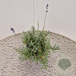 Lavandula ang. 'Munstead' 20-25 cm C1.5