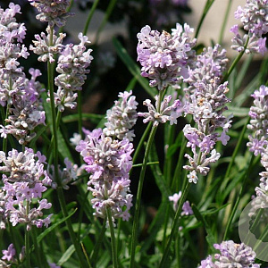 Lavandula ang. 'Rosea' 20-25 cm 2,0L