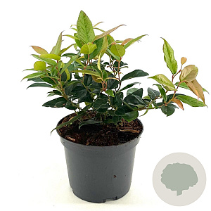 Leucothoe Lovita 25-30 cm 2,0L