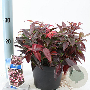 Leucothoe Lovita 25-30 cm 2,0L