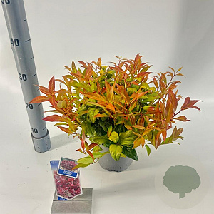 Leucothoe 'Zeblid' 25-30 cm 2,0L