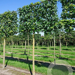 Liquidambar styraciflua 10-12 HO draadkluit LEIVORM 200 cm stam