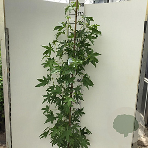 Liquidambar s. 'Worplesdon' 150-175 cm 7,5L Gestokt