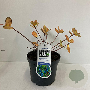 Lonicera c. 'Duet' 25-30 cm 3,0L