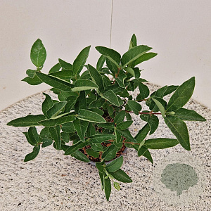 Lonicera c. kamtschatica 25-30 cm 2,5L
