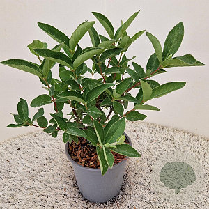 Lonicera c. kamtschatica 25-30 cm 2,5L