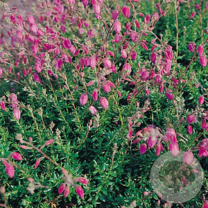 Daboecia c. 'Cupido' 15 cm P15