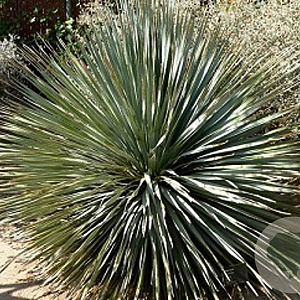 Dasylirion wheeleri 80-100 cm 35L