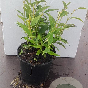 Deutzia gracilis 20-30 cm C1.3