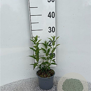 Deutzia gracilis 20-30 cm C1.3