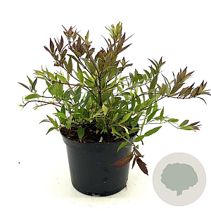 Deutzia gracilis 'Nikko' 25-30 cm 2,0L