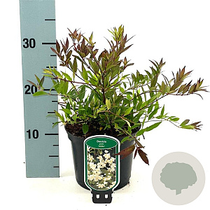 Deutzia gracilis 'Nikko' 25-30 cm 2,0L