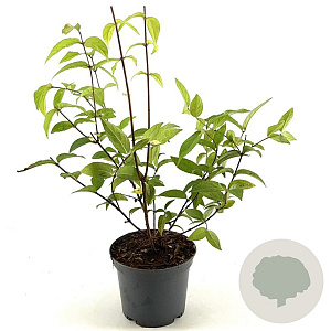 Deutzia hybrida 'Perle Rose' 40-50 cm 3,0L