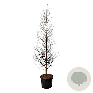 Metasequoia gl. Amber Glow 250-300 cm cont. 90L extra