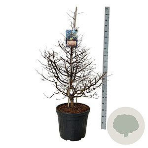 Metasequoia gl. 'Daw.Tawny Fleece' 100-125 cm cont. 55L extra