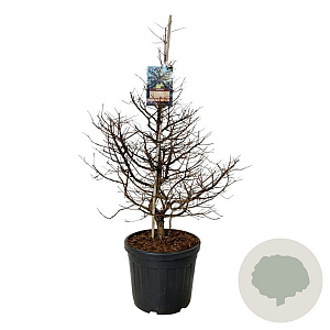 Metasequoia gl. 'Daw.Tawny Fleece' 100-125 cm cont. 55L extra