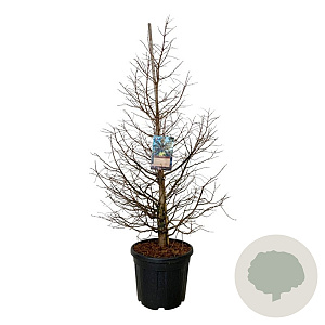 Metasequoia gl. 'Daw.Tawny Fleece' 150-175 cm cont. 55L extra