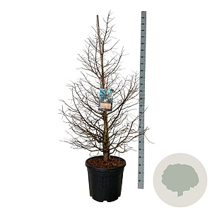 Metasequoia gl. 'Daw.Tawny Fleece' 150-175 cm cont. 55L extra