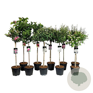 Mixlaag Acer palmatum veredeld 80 cm stam 15L