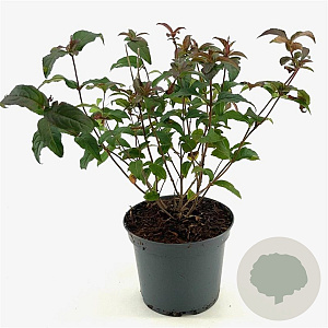 Diervilla sessilifolia 40-50 cm 3,0L