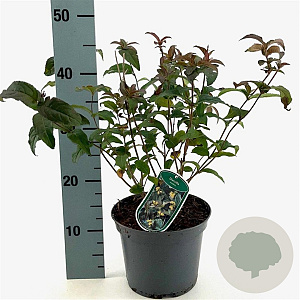 Diervilla sessilifolia 40-50 cm 3,0L