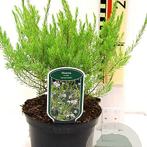 Diosma hirsuta 'Sunset Gold' 30-35 cm 2,0L