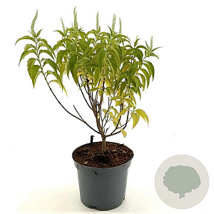 Elsholtzia stauntonii 'Alba' 30-40 cm 3,0L