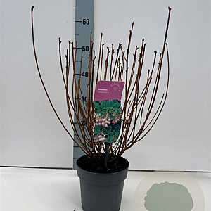 Enkianthus campanulatus 30-40 cm 2,0L