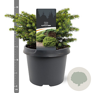 Picea a. 'Little Gem' 20-25 cm 3,0L