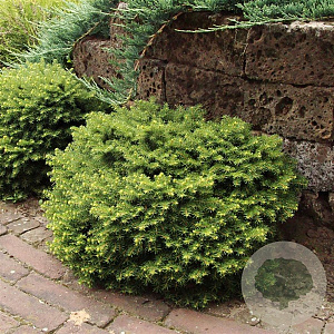 Picea a. 'Little Gem' 20-25 cm 3,0L