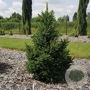 Picea a. 'Will's Zwerg' 30-40 cm 3,0L