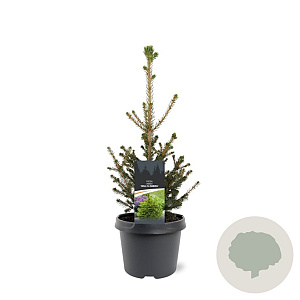 Picea a. 'Will's Zwerg' 30-40 cm 3,0L